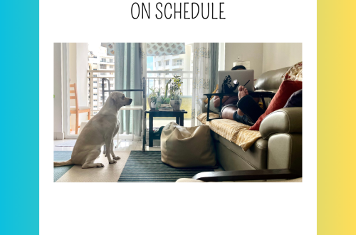 Close-up of Zoe, the queen of pet drama and entitlement