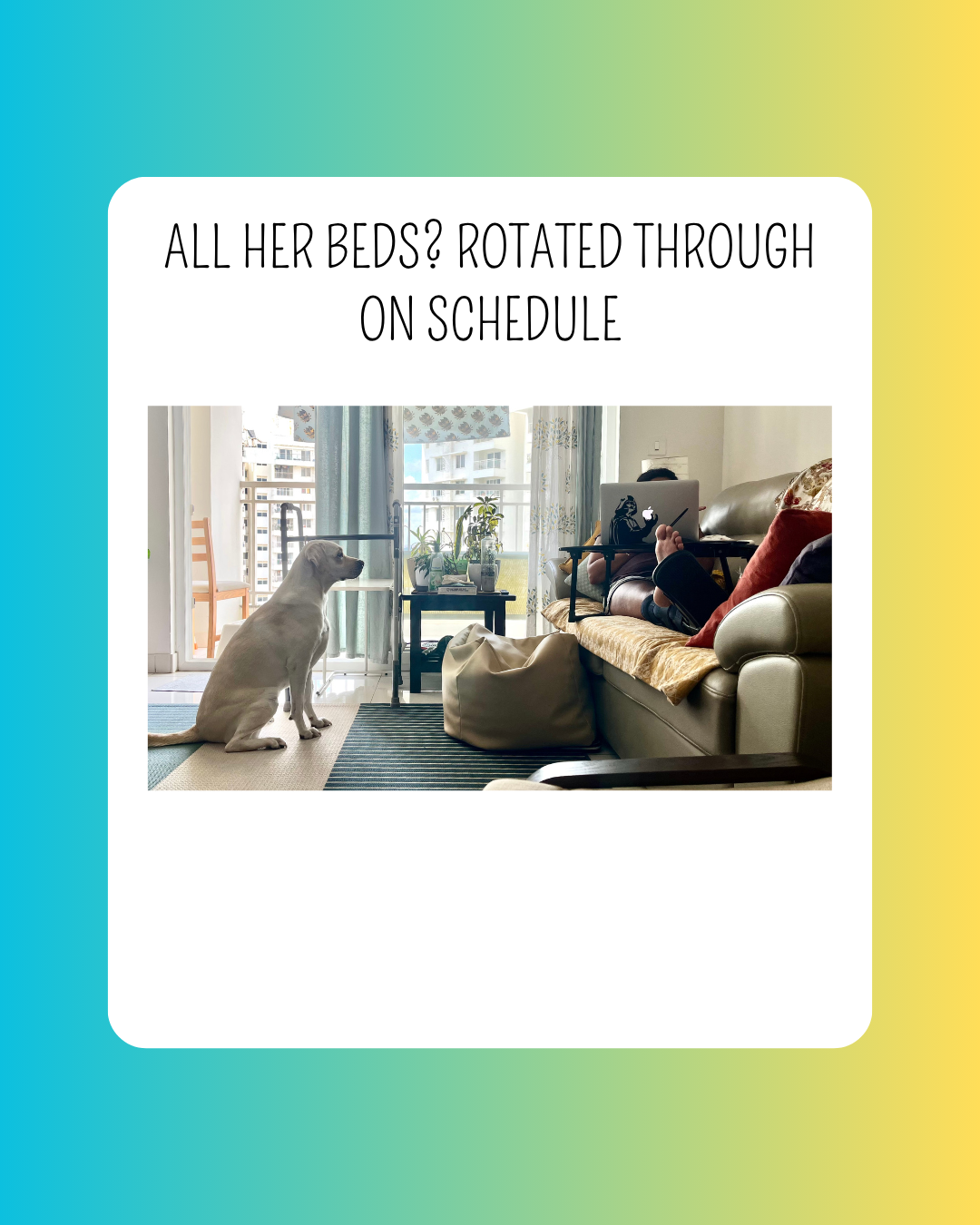 Close-up of Zoe, the queen of pet drama and entitlement