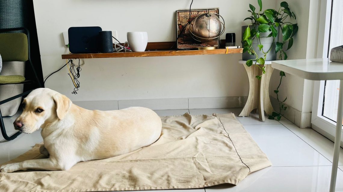 Zoe with dog anxiety during fireworks on her daylight cloth.