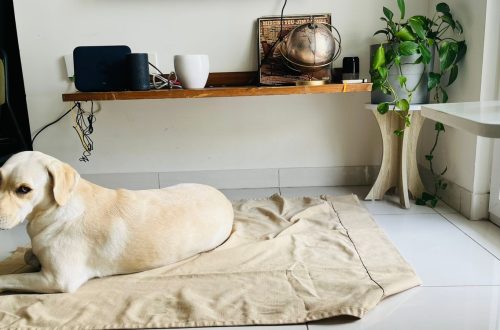 Zoe with dog anxiety during fireworks on her daylight cloth.
