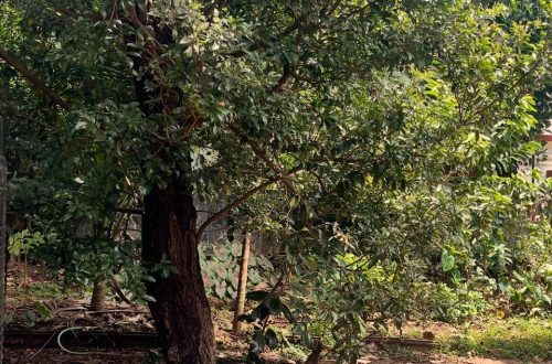 The childhood tree in full bloom, its branches heavy with ripe chikku, a witness to laughter, scraped knees, and secret swings.