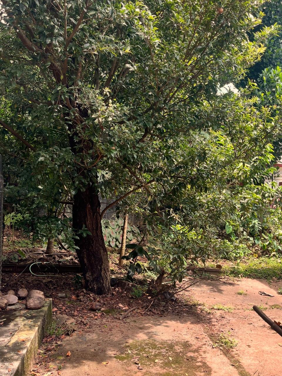 The childhood tree in full bloom, its branches heavy with ripe chikku, a witness to laughter, scraped knees, and secret swings.